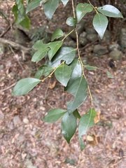 Lindera akoensis