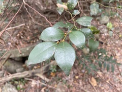 Lindera akoensis