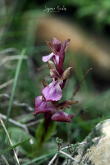 Anacamptis collina