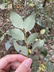 Lindera akoensis