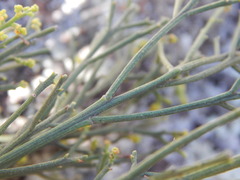 Exocarpos cupressiformis