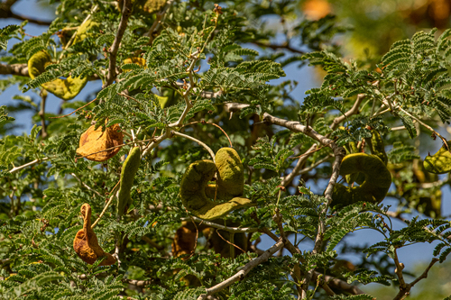 Faidherbia albida image