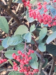 Cotoneaster coriaceus