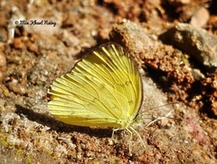 Eurema andersoni