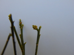 Exocarpos cupressiformis