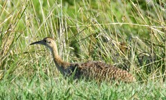 Rhynchotus rufescens