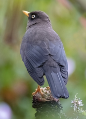 Turdus nigrescens
