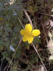 Bidens ostruthioides