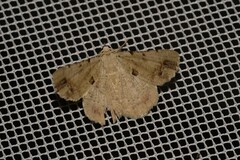 Aeolochroma quadrilinea