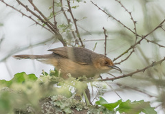 Cisticola erythrops