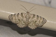 Dyscheralcis crimnodes