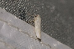 Cofana spectra