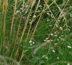 Asperula tinctoria