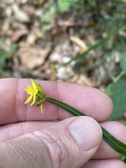 Tricoryne anceps