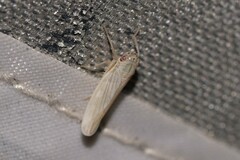 Cofana spectra
