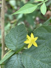 Tricoryne anceps