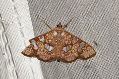 Glyphodes canthusalis