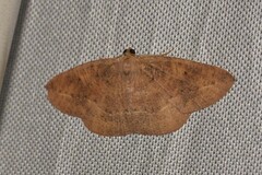 Eurychoria gerasphora