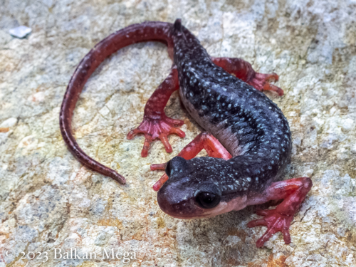 Subspecies Lyciasalamandra atifi bayrami · iNaturalist