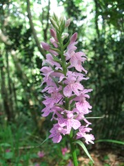Dactylorhiza maculata