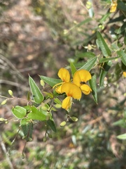 Podolobium aciculiferum