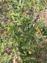 Podolobium aciculiferum