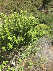 Phylica buxifolia