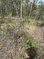 Podolobium aciculiferum