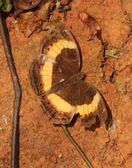 Junonia