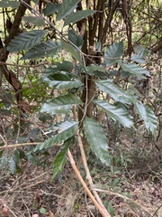 Castanopsis formosana