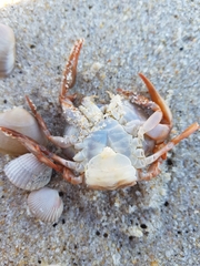 Polybius henslowii