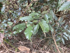 Castanopsis formosana
