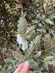 Castanopsis formosana