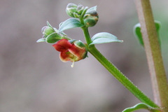 Scrophularia lucida