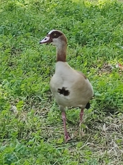 Alopochen aegyptiaca