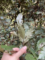 Castanopsis formosana