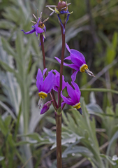Dodecatheon