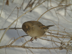 Passer domesticus