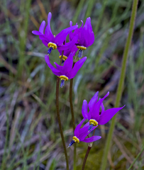 Dodecatheon