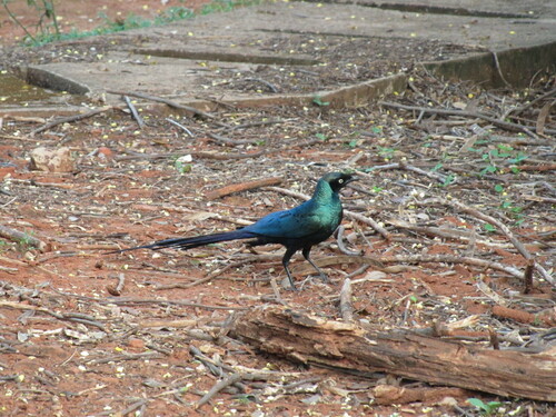 Long-tailed Glossy Starling