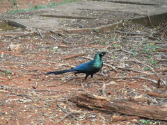Lamprotornis caudatus