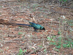 Lamprotornis caudatus