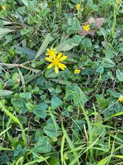 Ficaria verna