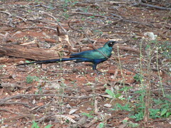 Lamprotornis caudatus