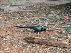 Lamprotornis caudatus