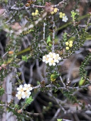 Macrostylis cauliflora