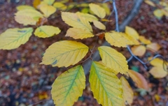 Fagus sylvatica