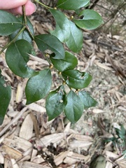 Lindera akoensis