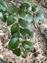 Lindera akoensis