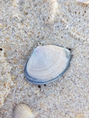 Mactra stultorum
